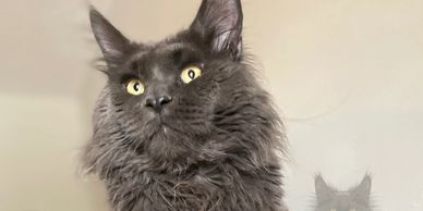 King Blade of Mythical Dream Maine Coon Cattery