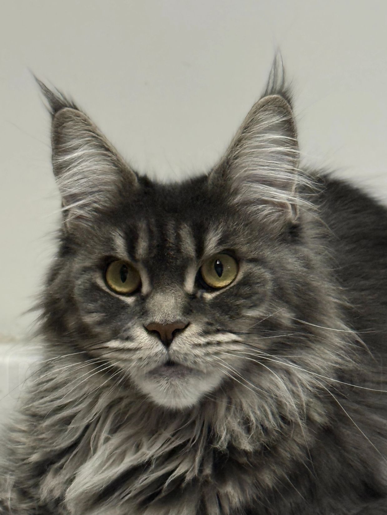 Close-up of a fluffy Maine Coon cat with striking yellow eyes.