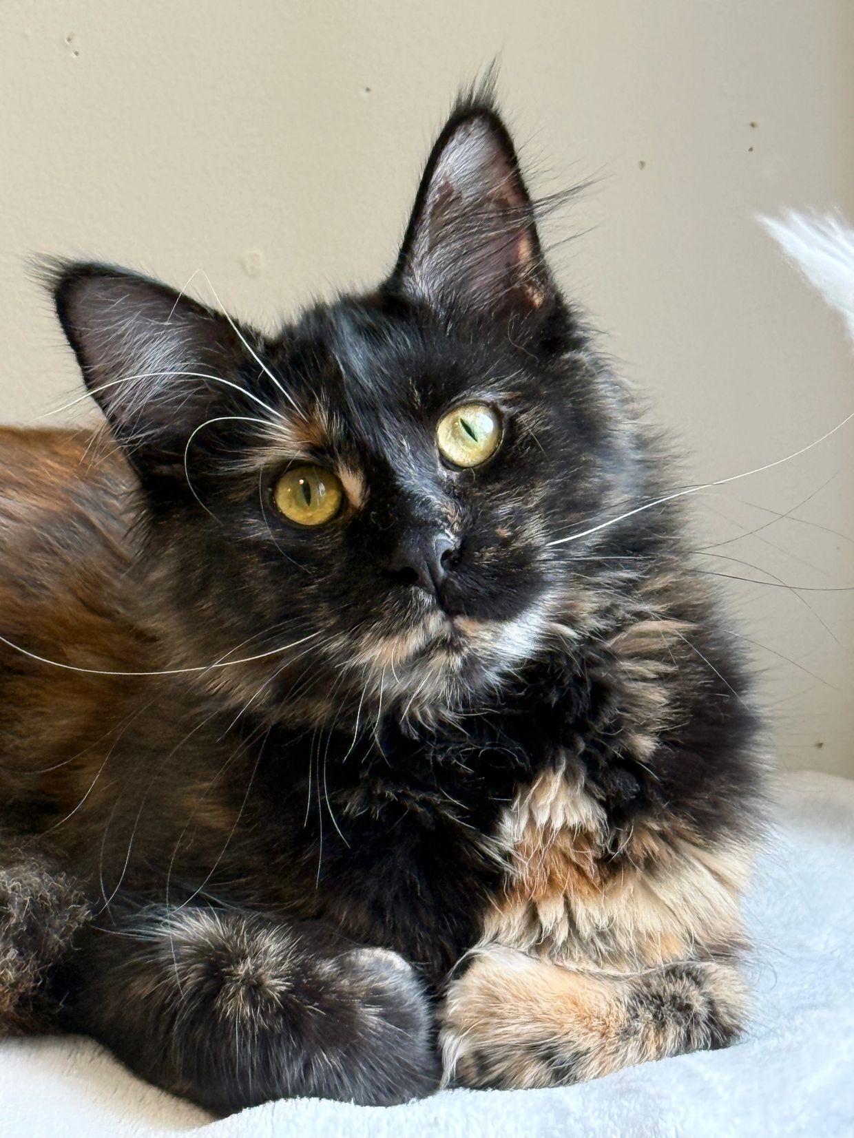 Close-up of a tortoiseshell cat with striking yellow eyes.