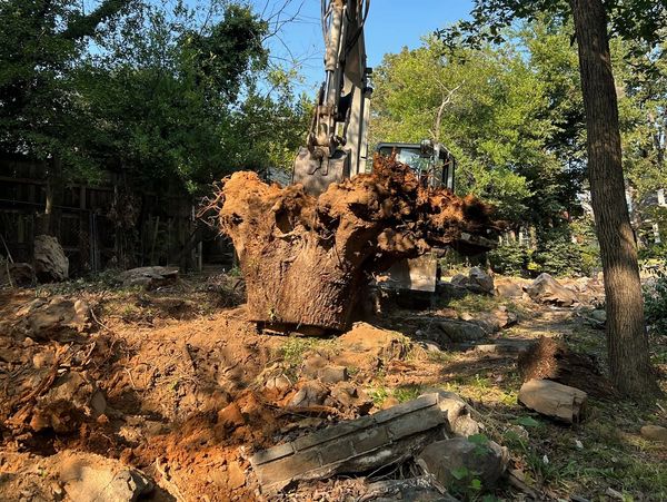 Excavator lifting a large tree stump in a wooded area.