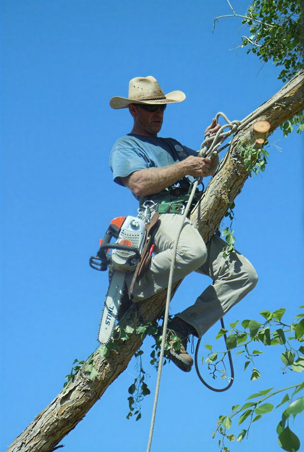 Arborist climbing tree with chainsaw.