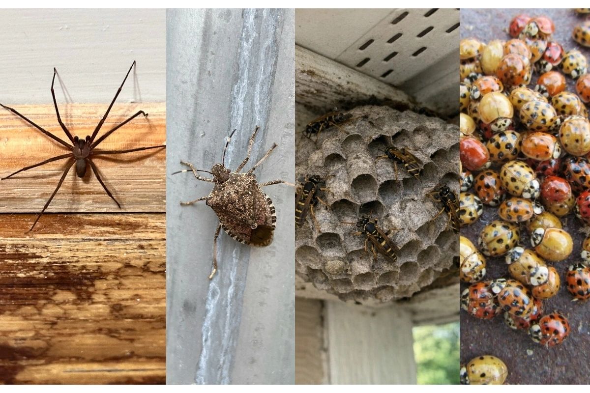 Images of Spiders, Stink Bugs, Wasps & Asian Beetles in Columbia & Spring Hill, TN homes.