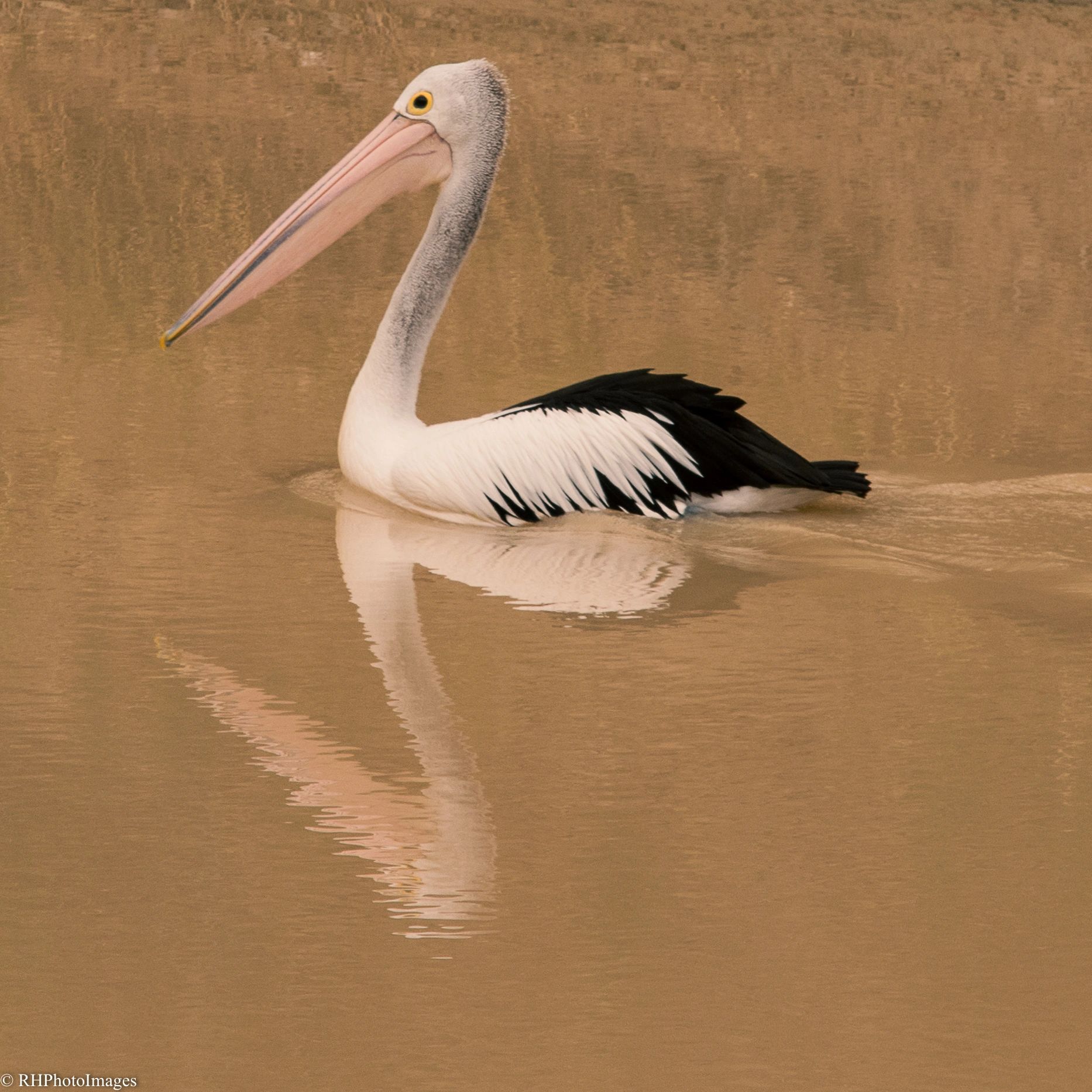 A pelican swimming calmly on brownish water.