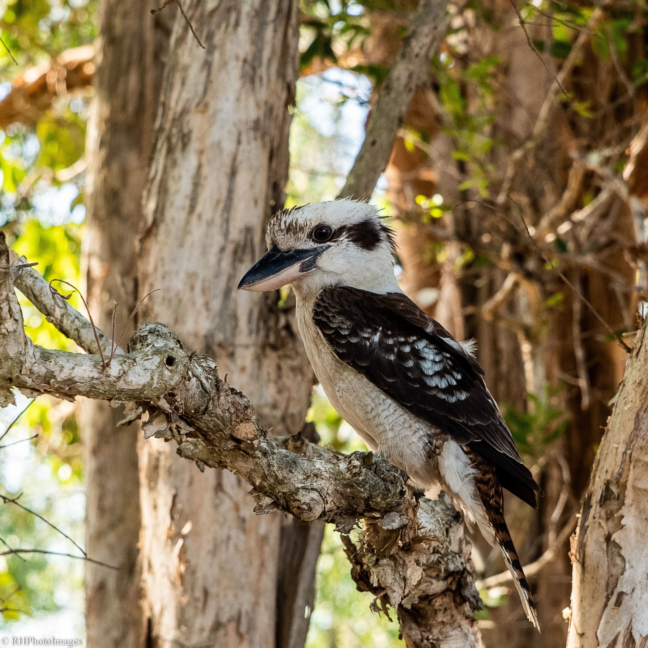 A kookaburra perched on a tree branch in a forest.