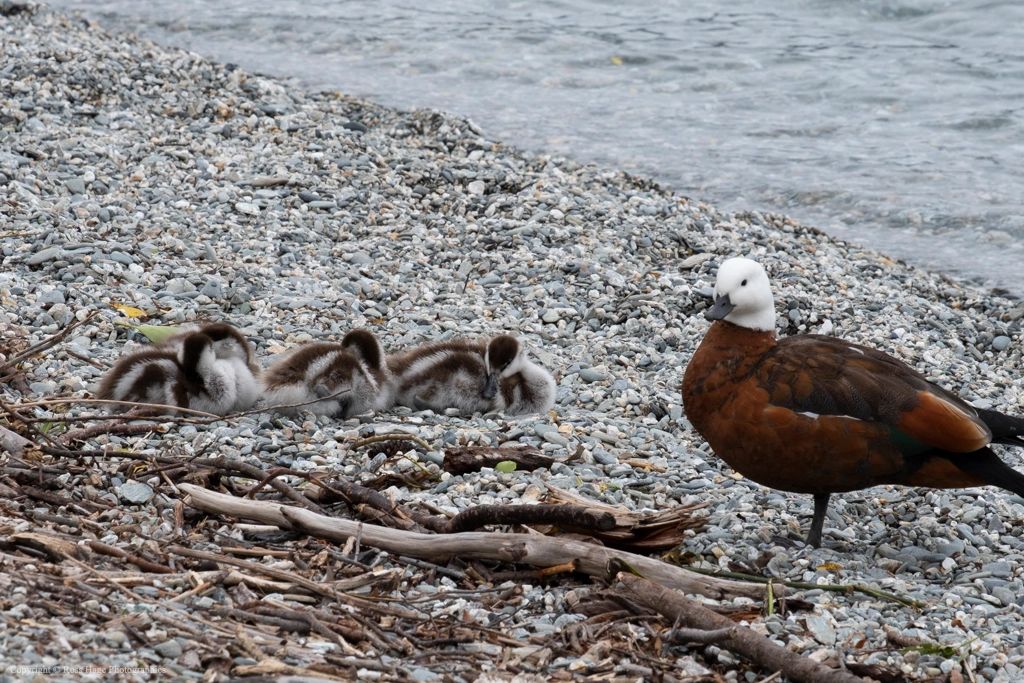 A mother duck stands near her four ducklings resting on a rocky shore.