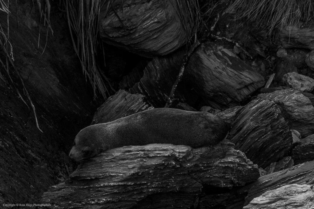 A seal resting on rugged rocks in a natural setting.