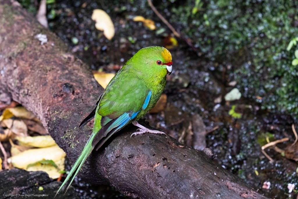 A vibrant green parrot perched on a tree branch in a natural setting.
