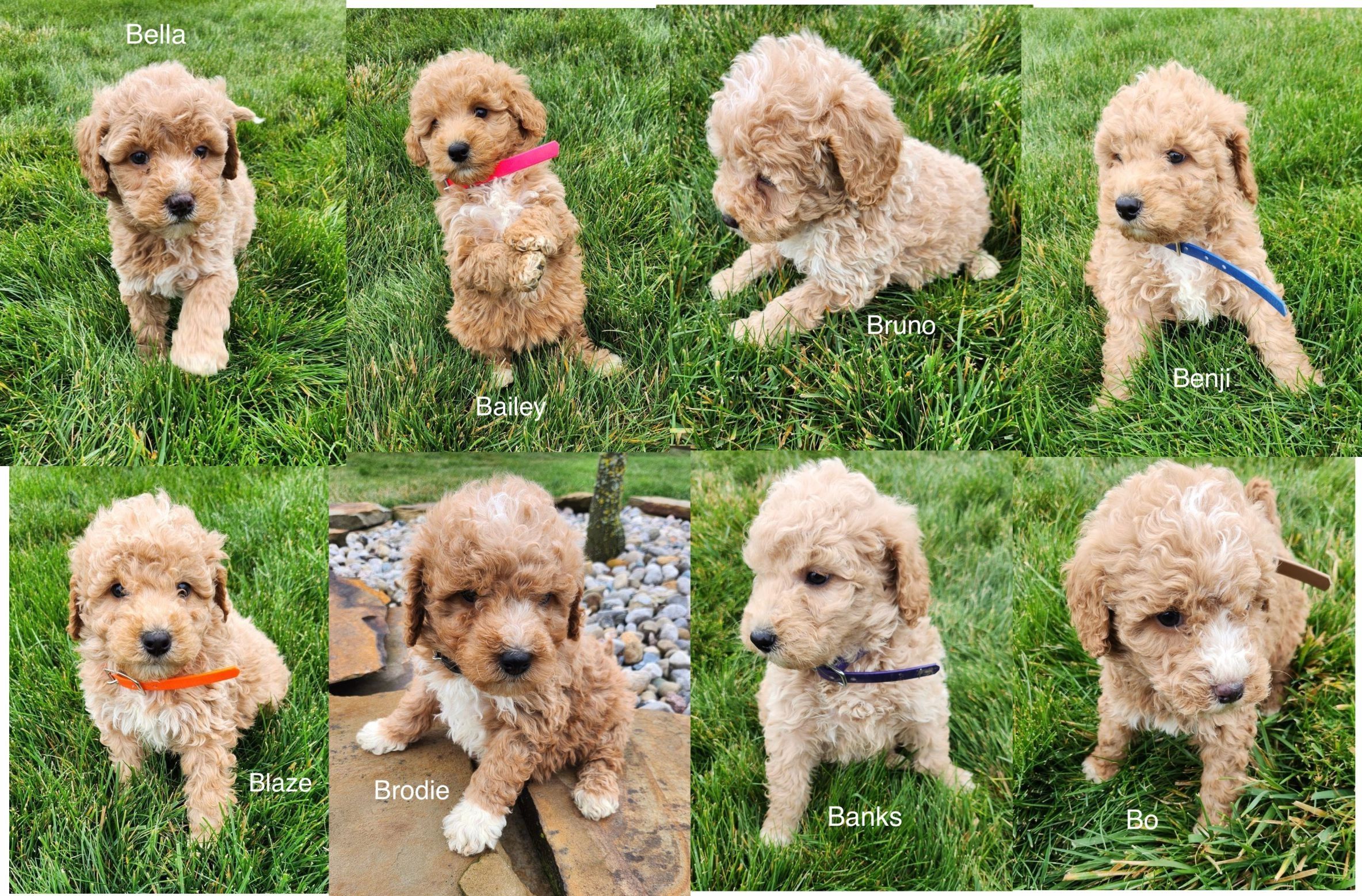 Standard, Toy & Mini: Goldendoodle Difference - Premier Pups