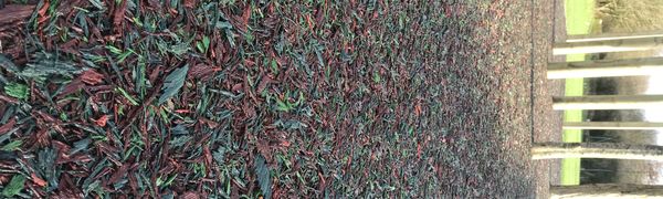 Rubber mulch used as an alternative to wood bark chippings. Natural looking product, permeable.