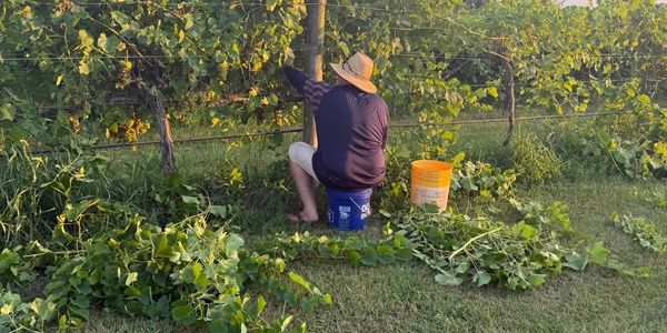 harvesting wine grapes 