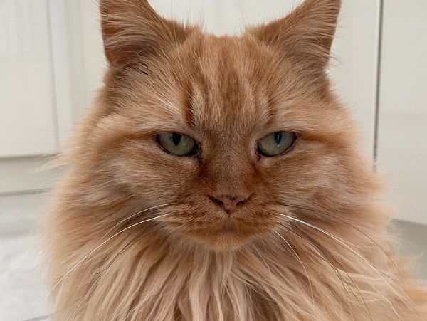 A photo of NACHO from Birch Financial Services.