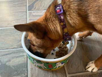 Dog eating from a food bowl.