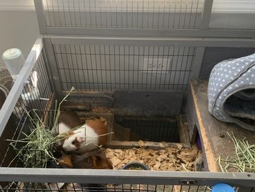 Small guinea pigs resting inside a wire cage.