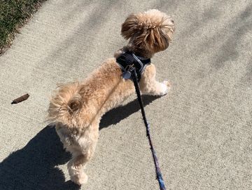 Small dog on a leash walking outside.