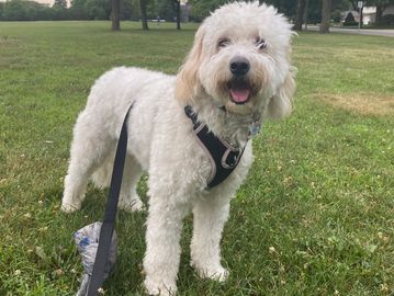 A fluffy white dog with a black harness.