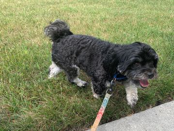 Black and white dog on a leash outdoors.