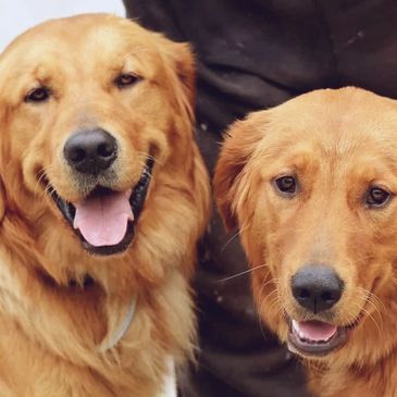 Golden retrievers