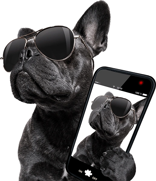 Using Dog Influencers for Brand Awareness