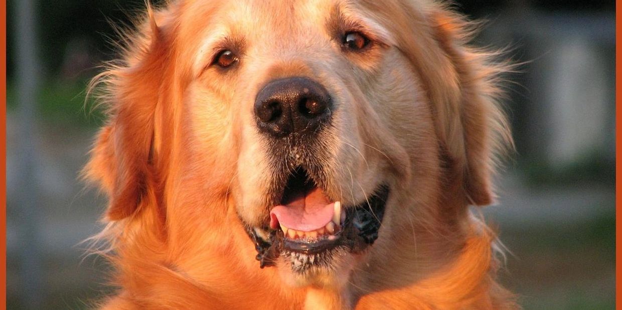 Golden retriever 