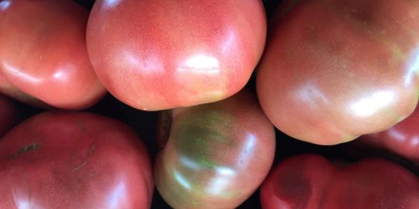 Close-up of ripe tomatoes with smooth, shiny skins.