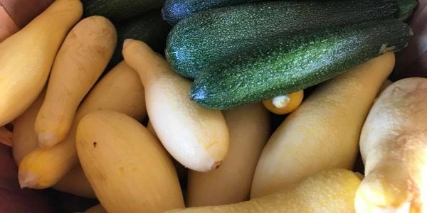 A mix of yellow and green squash piled together.