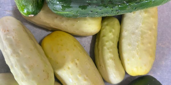 A mix of yellow and green cucumbers placed closely together.
