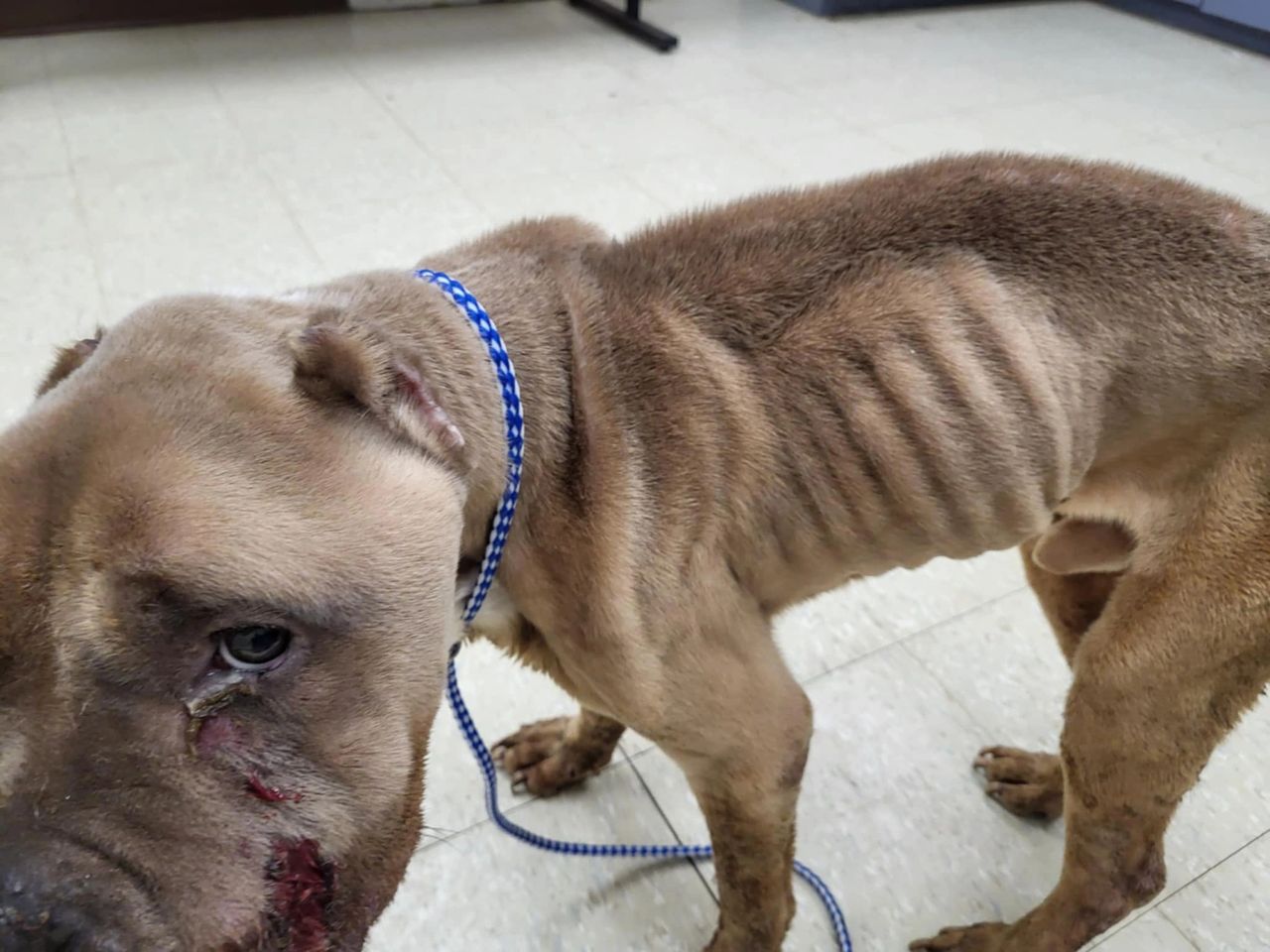 Anyone with any information about this dog should contact Worcester Animal Control (photo courtesy Broken Tail Rescue)