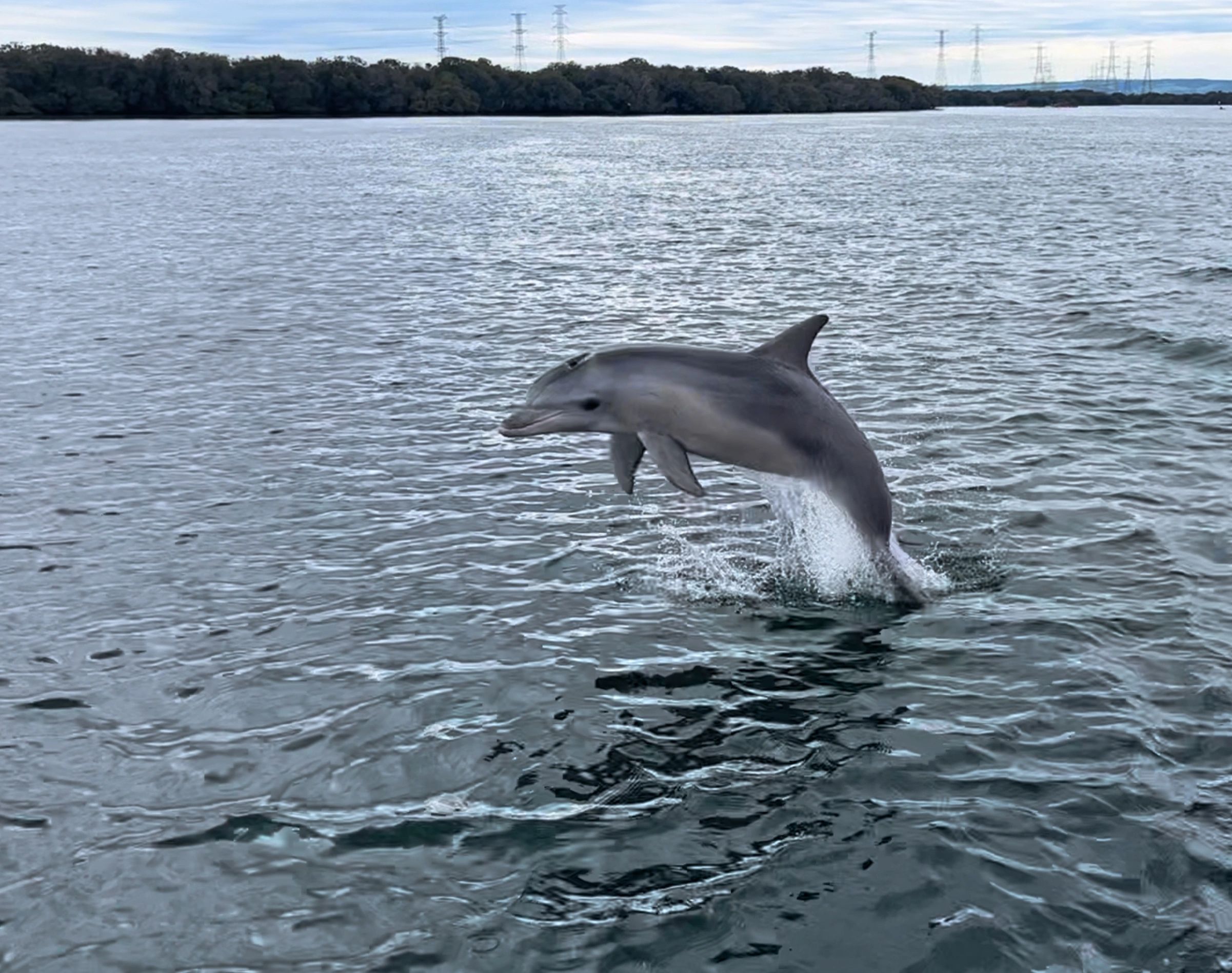 Dolphin in the Port River