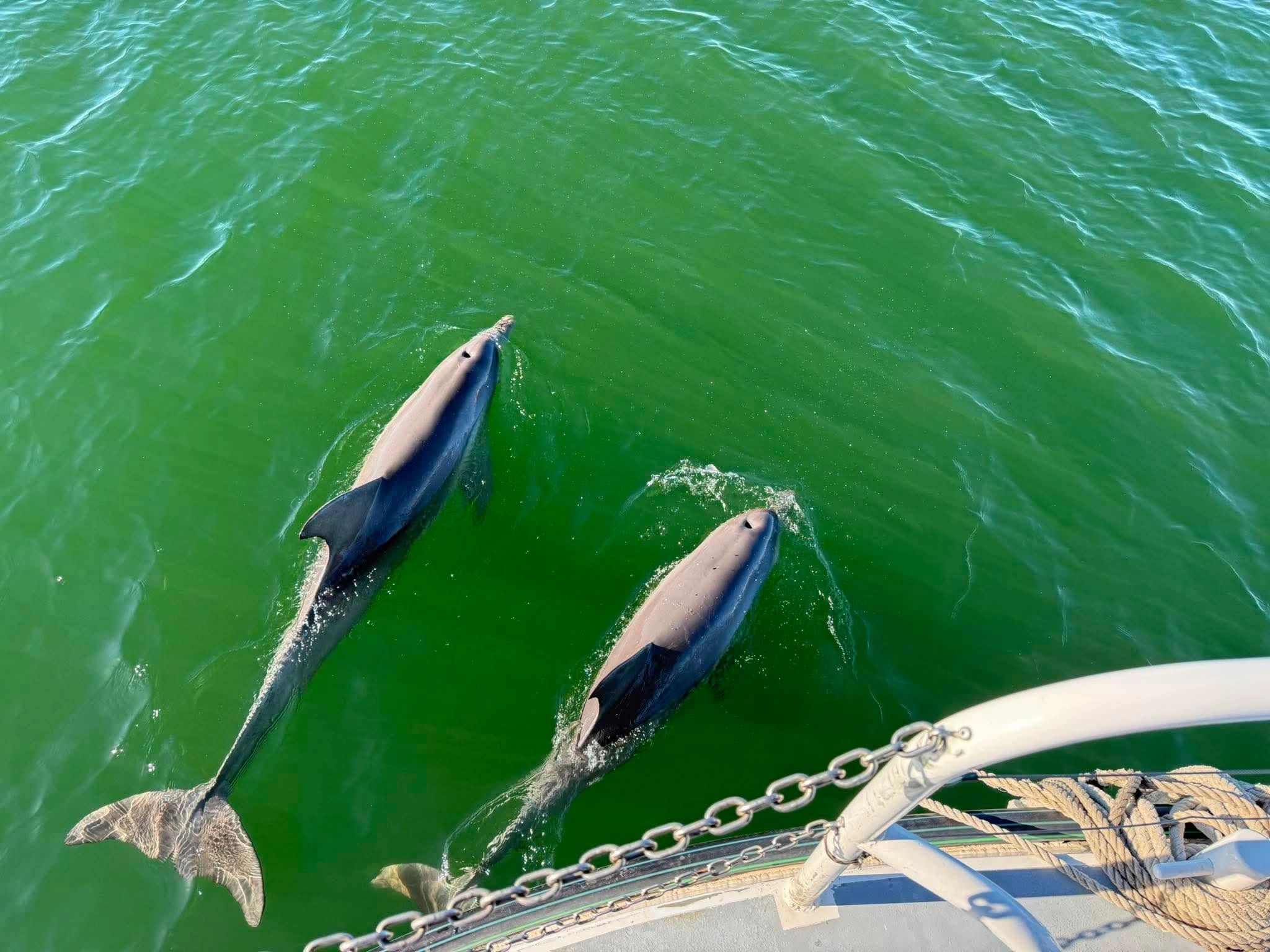 Port River Dolphin and Maritime Cruise