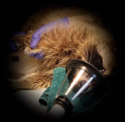 Raccoon in surgery