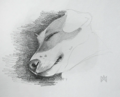 Sleeping jack russell dog artwork sketch in pencil