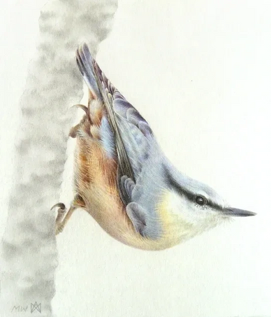Realistic coloured pencil drawing of a nuthatch clinging to tree bark.