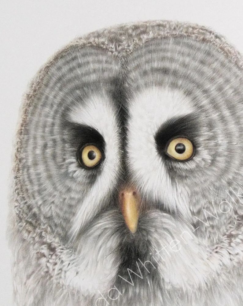 Great grey owl artwork in detailed realistic coloured pencil