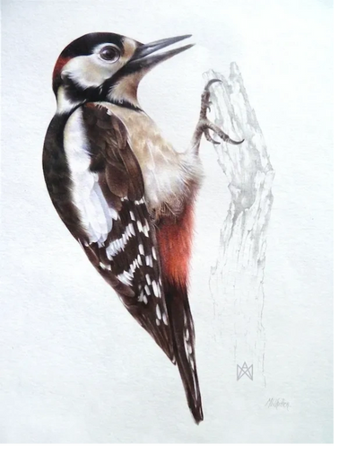 Greater spotted woodpecker bird drawing in realisitic coloured pencil