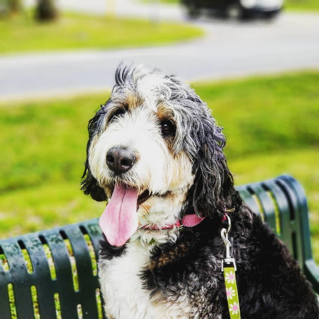 Fur Nanny Professional Pet and Home Concierge, LLC