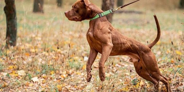 Dog pulling on leash