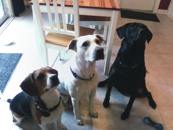 Dogs sitting 