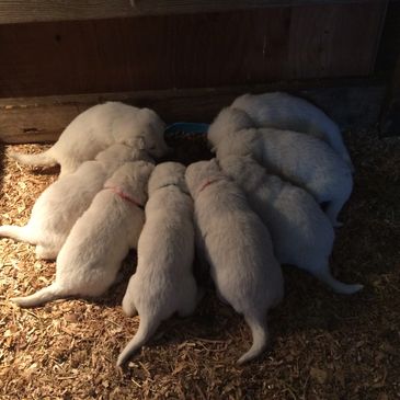 A young litter of AKC white German Shepherds