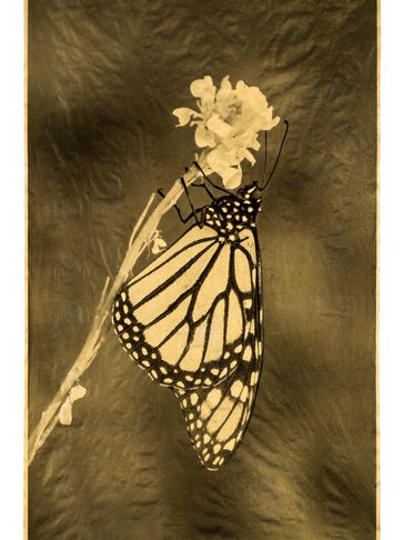 A butterfly perched on a flower.