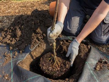 planting of new plants  