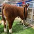 Former show heifers can produce the next generation of show cattle as seen here.