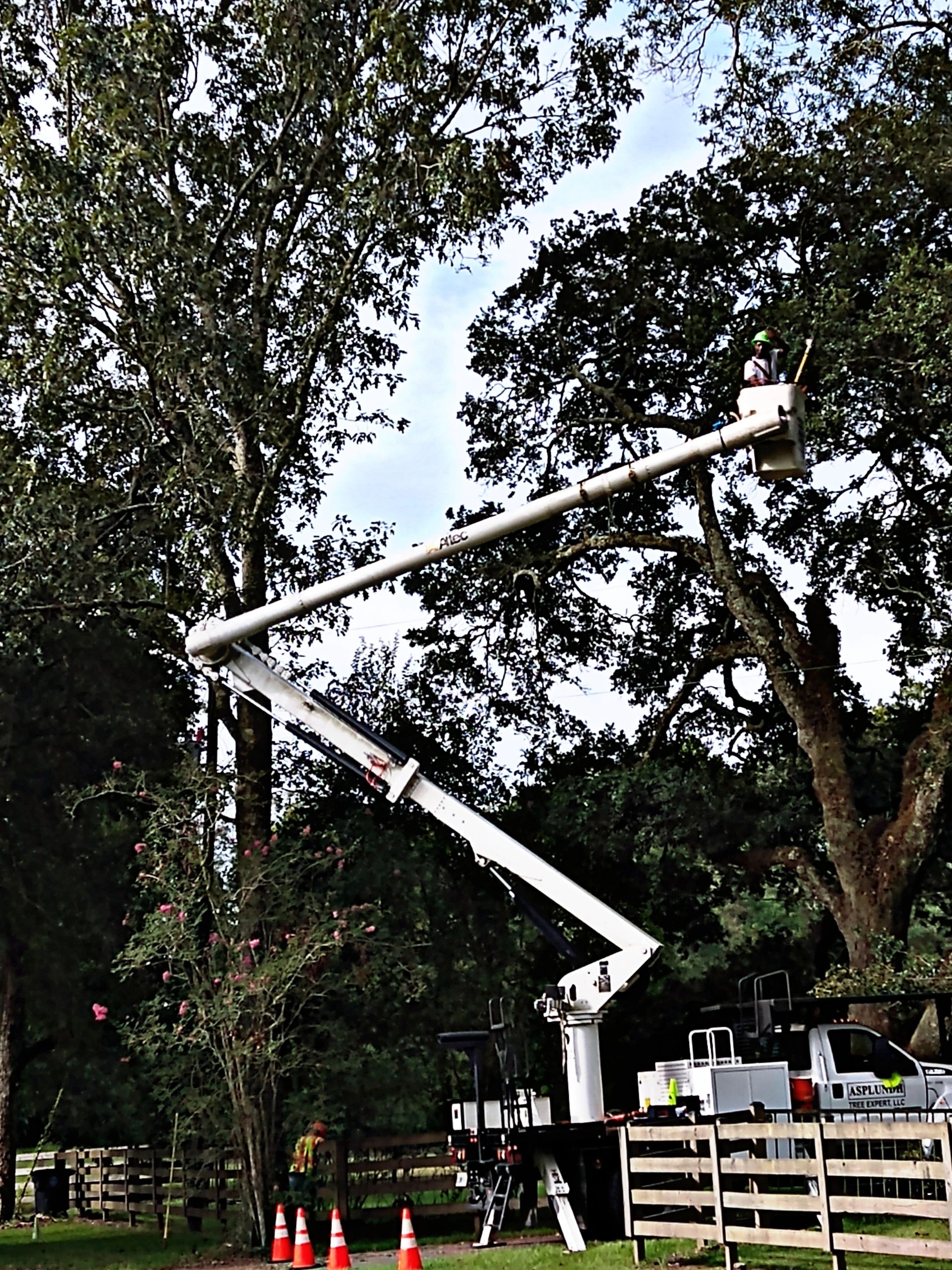 Professional Tree Cleanup Services