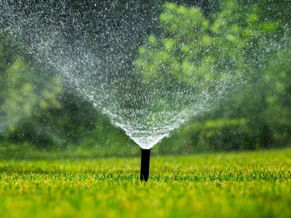 Sprinklers watering a vibrant green lawn with trees in the background.