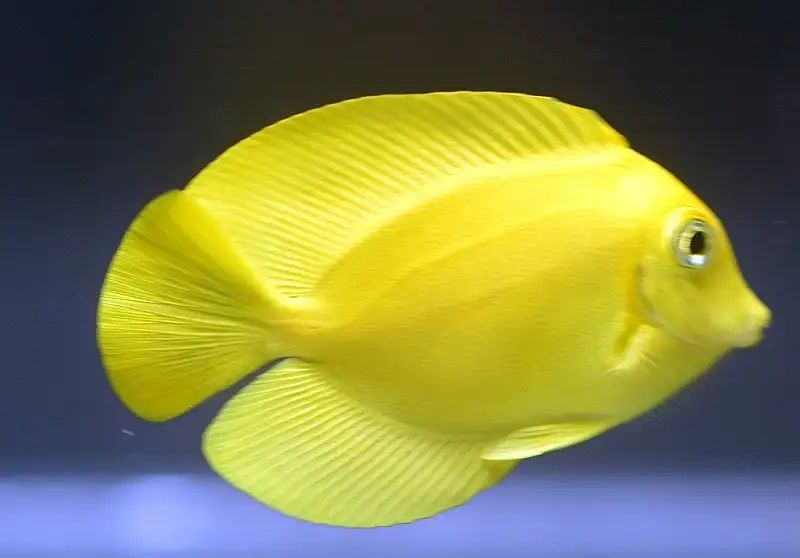 PHILIPPINE YELLOW TANG (MIMIC)