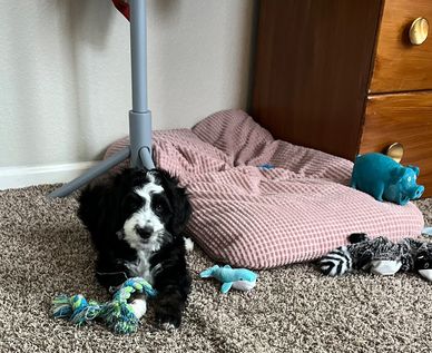 Standard Bernedoodle puppy