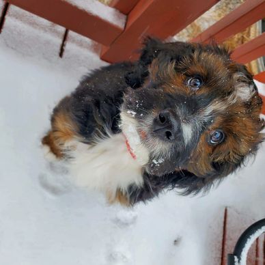 Standard Bernedoodle puppy in snow