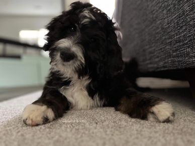 Standard Bernedoodle puppy