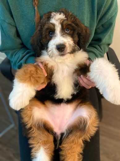 Standard Bernedoodle puppy