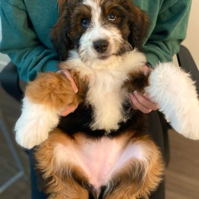 Cozy Bernedoodle Napping