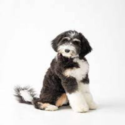 Bernedoodle puppy